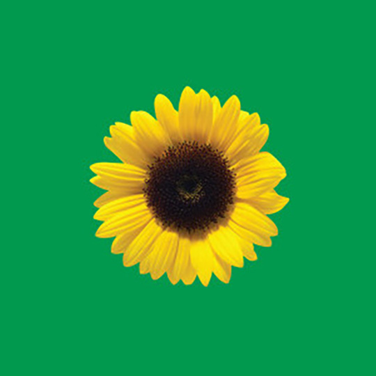 Sunflower against a green background